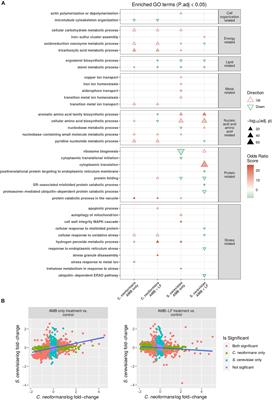 Different Pathways Mediate Amphotericin-Lactoferrin Drug Synergy in Cryptococcus and Saccharomyces